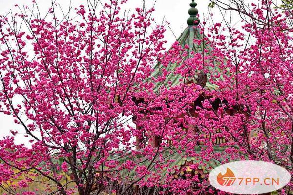 2021华中农业大学现在可以进去吗 华农春季赏花攻略