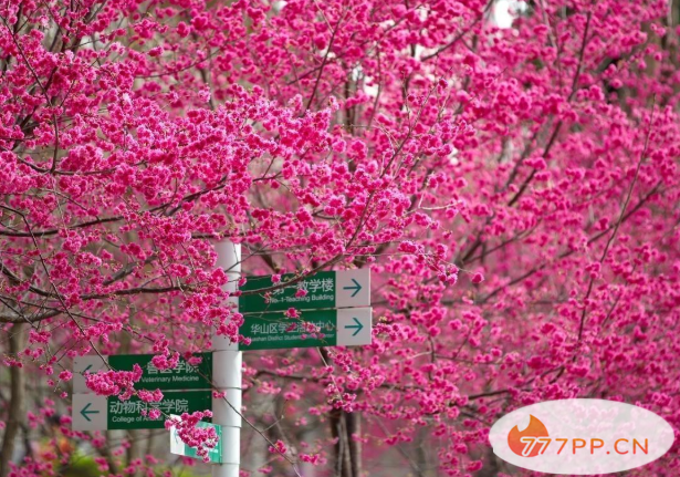 2021华中农业大学现在可以进去吗 华农春季赏花攻略