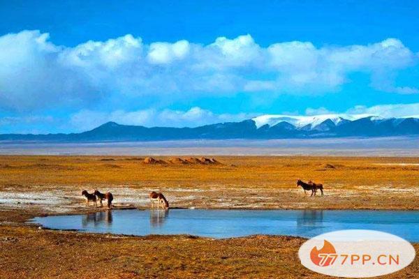 可以去可可西里旅游吗-可可西里到底有多危险