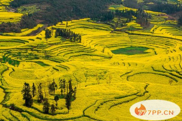 2021罗平油菜花最佳观景点