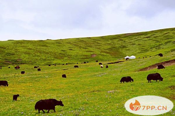 红原大草原几月份去好 附旅游攻略