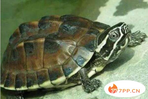 容易暴毙的乌龟排名，马来龟排第一，第九世界第三大