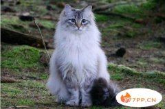 俄罗斯猫品种大全—俄罗斯十大名猫
