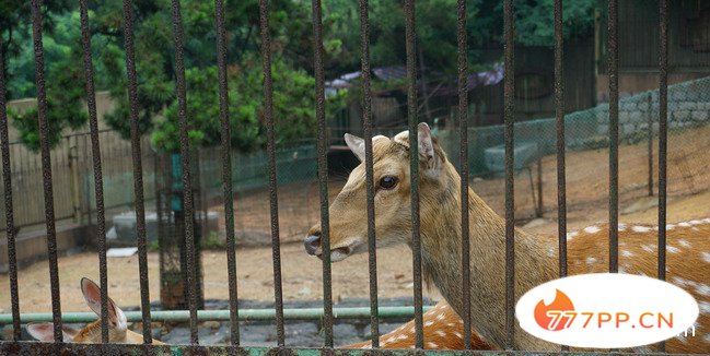 石家庄动物园门票价格为多少呢 石家庄动物园主要景点(1)