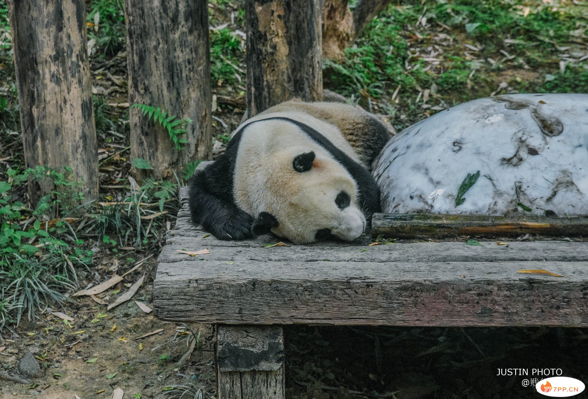 广东最大的动物园，也是中国最贵的动物园，外地游客爱来扎堆排队