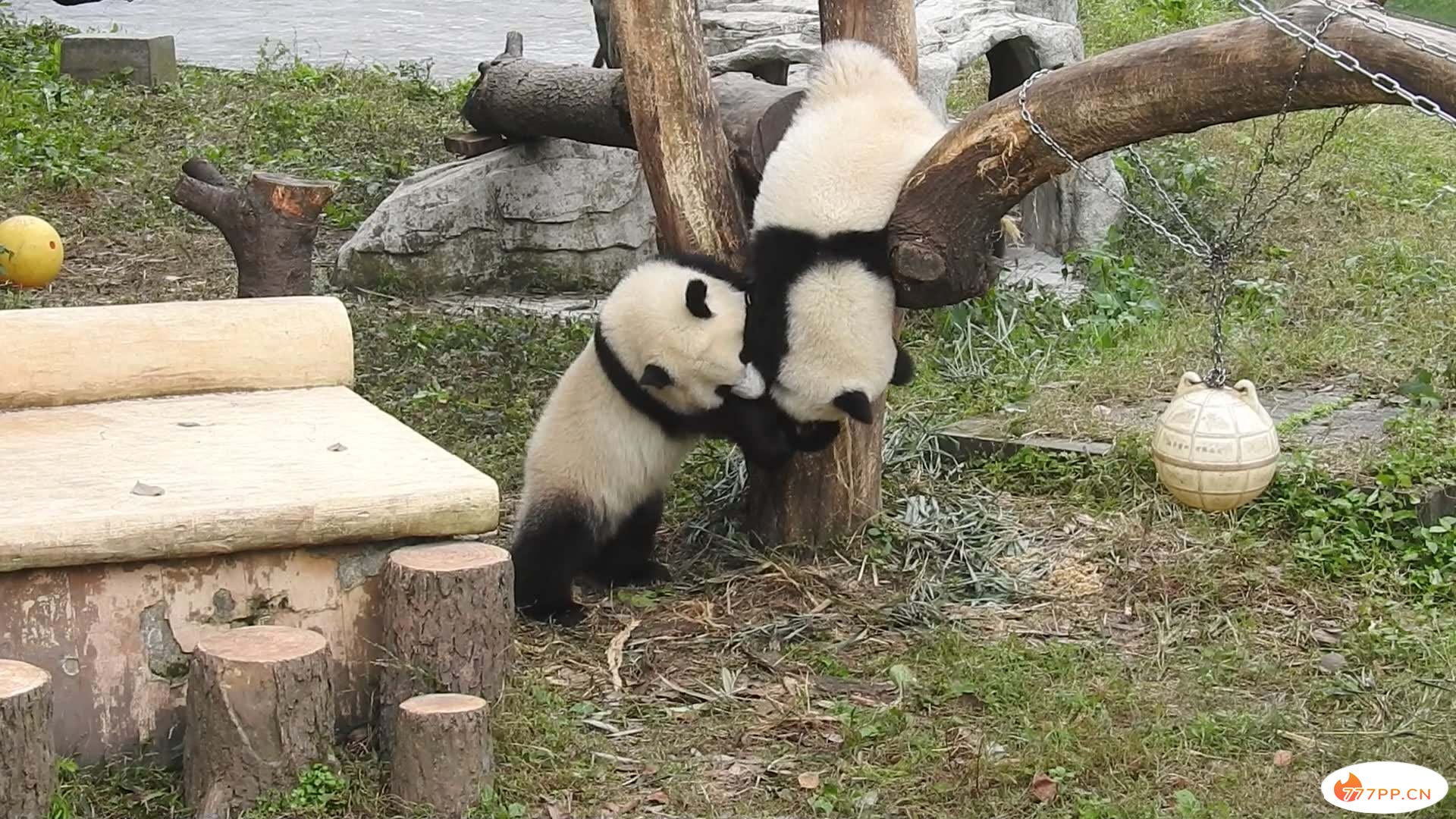 都说喜欢小动物的人都爱逛动物园，那么全国10大动物园你去了几家