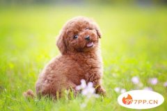 国内10大最喜欢饲养的宠物犬，贵宾犬排在第一位