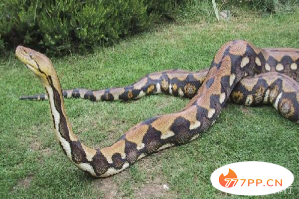 世界上最大的蟒蛇