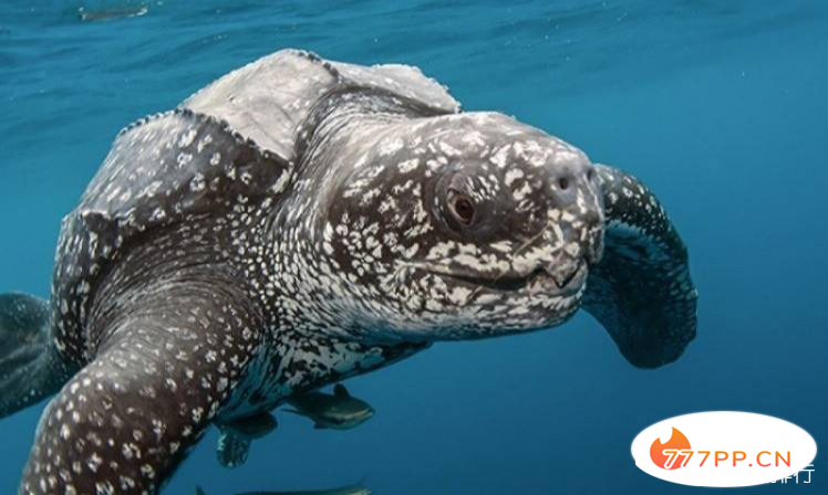 世界上最大的海龟棱皮龟