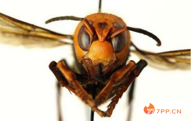 美国首次发现“杀手大黄蜂” 毒性超强可致人死亡